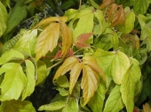 Acer negundo L. 'Auratum' 